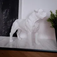 American Bulldog  - Küçük görsel 2